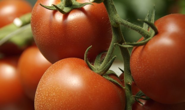 В Україні знову подорожчали томати0